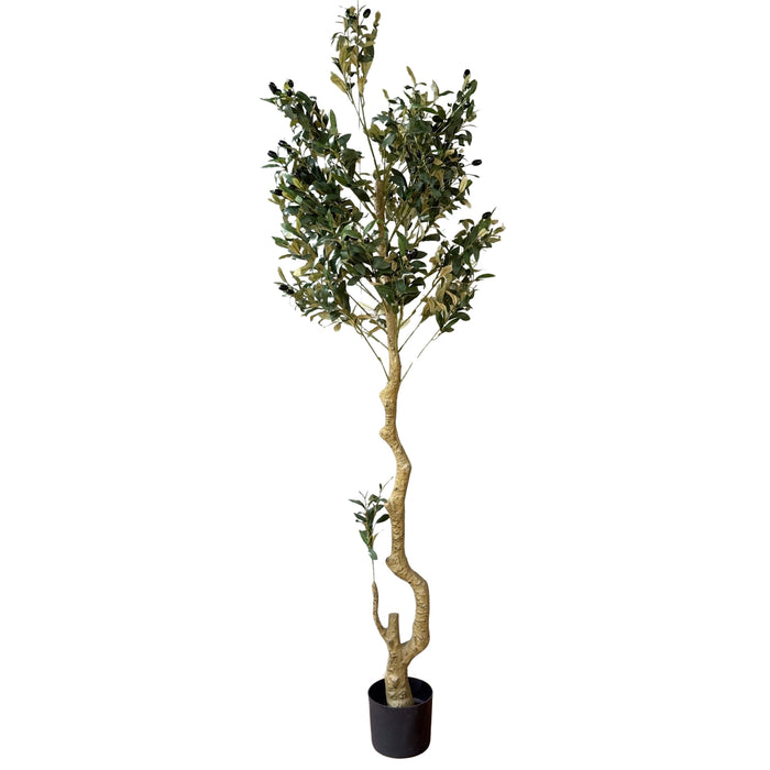 Calabria Large Olive Tree