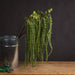 Green Amaranthus