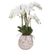 Large Stone Potted Orchid With Roots