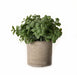 Basil Plant In Stone Effect Pot