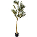 Calabria Olive Tree