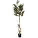Calabria Large Olive Tree