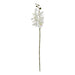 Large White Butterfly Orchid Stem