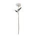The Natural Garden Collection Tall White Dahlia