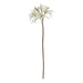 The Natural Garden Collection White Nerine Lily Stem