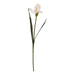 The Natural Garden Collection Pale Apricot Fringed Iris