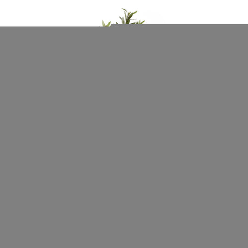 Apulia Olive Tree In White Pot 150Cm