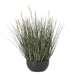 Fountain Grass Plant In Pot