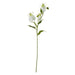 Cream Gloriosa Spray