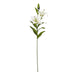 White Madonna Lily Spray