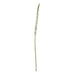 White Eremurus Stem