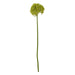 Green Giant Allium Stem