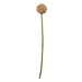Pink Allium Stem