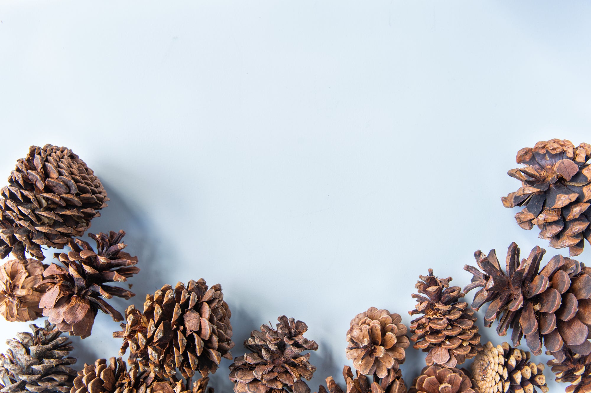 Pine Cones